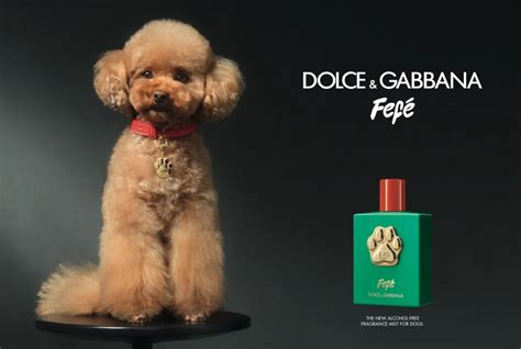 dolce and gabbana for dogs.